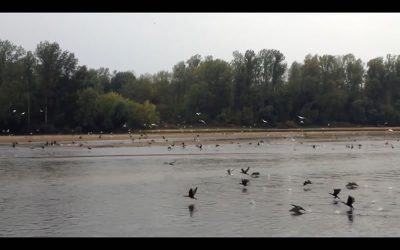 oiseaux